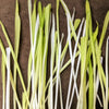 50 VARIEGATED CAT GRASS White & Green Pet Grass Catgrass Triticum Aestivum Barley Seeds