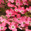5 PINK FLOWERING DOGWOOD Tree Cornus Florida Rubra Native Ornamental Tree Seeds