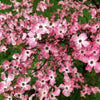 5 PINK FLOWERING DOGWOOD Tree Cornus Florida Rubra Native Ornamental Tree Seeds