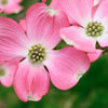 5 PINK FLOWERING DOGWOOD Tree Cornus Florida Rubra Native Ornamental Tree Seeds