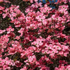 5 PINK FLOWERING DOGWOOD Tree Cornus Florida Rubra Native Ornamental Tree Seeds