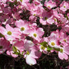 5 PINK FLOWERING DOGWOOD Tree Cornus Florida Rubra Native Ornamental Tree Seeds