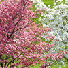 5 PINK FLOWERING DOGWOOD Tree Cornus Florida Rubra Native Ornamental Tree Seeds