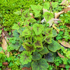 20 FILIGRAN FOAMFLOWER White & Pink Tiarella Polyphylla Laceflower Shade Flower Seeds