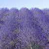 300 ITALIAN LAVENDER Lavandula Angustifolia Lavender Blue Purple Fragrant Flower Herb Seeds