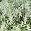 200 MUNSTEAD LAVENDER Blue English Lavandula Angustifolia Munstead Fragrant Purple Flower Herb Seeds