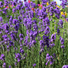 200 MUNSTEAD LAVENDER Blue English Lavandula Angustifolia Munstead Fragrant Purple Flower Herb Seeds