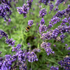 200 MUNSTEAD LAVENDER Blue English Lavandula Angustifolia Munstead Fragrant Purple Flower Herb Seeds
