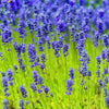 200 MUNSTEAD LAVENDER Blue English Lavandula Angustifolia Munstead Fragrant Purple Flower Herb Seeds