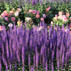 200 MUNSTEAD LAVENDER Blue English Lavandula Angustifolia Munstead Fragrant Purple Flower Herb Seeds
