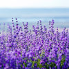 20 DWARF MUNSTEAD LAVENDER Blue English Lavandula Angustifolia Munstead Purple Fragrant Flower Herb Seeds