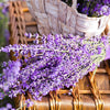 20 DWARF MUNSTEAD LAVENDER Blue English Lavandula Angustifolia Munstead Purple Fragrant Flower Herb Seeds