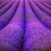 20 DWARF MUNSTEAD LAVENDER Blue English Lavandula Angustifolia Munstead Purple Fragrant Flower Herb Seeds