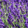 20 DWARF MUNSTEAD LAVENDER Blue English Lavandula Angustifolia Munstead Purple Fragrant Flower Herb Seeds