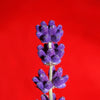 150 Portuguese SPIKE LAVENDER Lavandula Latifolia syn. Spica Broadleaved Fragrant Blue Purple Flower Herb Seeds