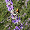 150 Portuguese SPIKE LAVENDER Lavandula Latifolia syn. Spica Broadleaved Fragrant Blue Purple Flower Herb Seeds