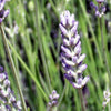 150 Portuguese SPIKE LAVENDER Lavandula Latifolia syn. Spica Broadleaved Fragrant Blue Purple Flower Herb Seeds