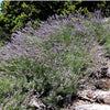 150 Portuguese SPIKE LAVENDER Lavandula Latifolia syn. Spica Broadleaved Fragrant Blue Purple Flower Herb Seeds