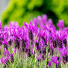 100 FRENCH LAVENDER aka Butterfly Lavender, Spanish, Topped Lavandula Stoechas Fragrant Blue Purple Flower Herb Seeds