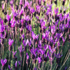 100 FRENCH LAVENDER aka Butterfly Lavender, Spanish, Topped Lavandula Stoechas Fragrant Blue Purple Flower Herb Seeds