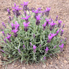 100 FRENCH LAVENDER aka Butterfly Lavender, Spanish, Topped Lavandula Stoechas Fragrant Blue Purple Flower Herb Seeds