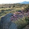 100 FRENCH LAVENDER aka Butterfly Lavender, Spanish, Topped Lavandula Stoechas Fragrant Blue Purple Flower Herb Seeds