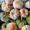 20 BLACK FUTSU SQUASH Multicolored Wrinkly Skin Gold Flesh Japanese Heirloom Pumpkin Ornamental Edible Cucurbita Moschata Vegetable Seeds