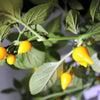 25 YELLOW BIQUINHO PEPPER Brazilian Chupetinho Capsicum Chinense Small Citrusy Sweet Semi Hot Chile Sweety Drop Vegetable Seeds
