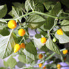 25 YELLOW BIQUINHO PEPPER Brazilian Chupetinho Capsicum Chinense Small Citrusy Sweet Semi Hot Chile Sweety Drop Vegetable Seeds