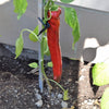 25 GIANT ACONCAGUA PEPPER Up to 12" Long Caspsicum Annuum Green Yellow Orange Red Vegetable Seeds