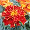 400 RED CHERRY MARIGOLD French Red & Yellow 2 Tone Tagetes Patula Flower Seeds