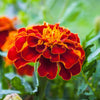 400 RED CHERRY MARIGOLD French Red & Yellow 2 Tone Tagetes Patula Flower Seeds