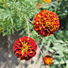 400 RED CHERRY MARIGOLD French Red & Yellow 2 Tone Tagetes Patula Flower Seeds