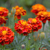 400 RED CHERRY MARIGOLD French Red & Yellow 2 Tone Tagetes Patula Flower Seeds