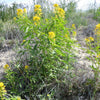 30 YELLOW BEEPLANT Cleome Lutea Golden Bee Plant Spiderflower Native Flower Seeds