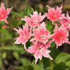 100 TWINKLE DWARF PHLOX Drummondii Cuspidata var. Stellaris Star Mix Two Tone Mixed Colors Pink Purple Red White Flower Seeds