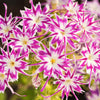 100 TWINKLE DWARF PHLOX Drummondii Cuspidata var. Stellaris Star Mix Two Tone Mixed Colors Pink Purple Red White Flower Seeds