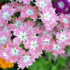 100 TWINKLE DWARF PHLOX Drummondii Cuspidata var. Stellaris Star Mix Two Tone Mixed Colors Pink Purple Red White Flower Seeds