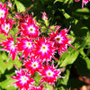 100 TWINKLE DWARF PHLOX Drummondii Cuspidata var. Stellaris Star Mix Two Tone Mixed Colors Pink Purple Red White Flower Seeds