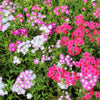 100 TWINKLE DWARF PHLOX Drummondii Cuspidata var. Stellaris Star Mix Two Tone Mixed Colors Pink Purple Red White Flower Seeds