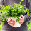 25 Organic DWARF LEMON CILANTRO Coriander Spice Coriandrum Sativum Fragrant Herb Seeds
