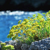 40 SEA FENNEL Rock Samphire Crithmum Maritimum Fragrant Herb Edible Vegetable Yellow Flower Seeds