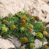 40 SEA FENNEL Rock Samphire Crithmum Maritimum Fragrant Herb Edible Vegetable Yellow Flower Seeds