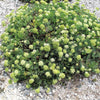 40 SEA FENNEL Rock Samphire Crithmum Maritimum Fragrant Herb Edible Vegetable Yellow Flower Seeds