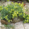 40 SEA FENNEL Rock Samphire Crithmum Maritimum Fragrant Herb Edible Vegetable Yellow Flower Seeds