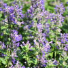 20 CALAMINT Lesser Calamintha Nepeta Officinalis Fragrant Herb White - Lilac Flower Seeds