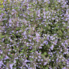 20 CALAMINT Lesser Calamintha Nepeta Officinalis Fragrant Herb White - Lilac Flower Seeds