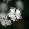 25 Dwarf LITTLE MAIDEN DIANTHUS Arenarius f. Nanus Fragrant White Flower Seeds