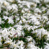 25 Dwarf LITTLE MAIDEN DIANTHUS Arenarius f. Nanus Fragrant White Flower Seeds
