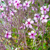 10 WHITE MADEIRA GERANIUM Maderense Cranesbill Giant Herb Robert Pink Eye Flower Seeds